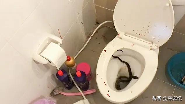 男子上厕所被蛇咬惊险瞬间！男子上厕所竟遭蛇咬，惊险自救与防范知识大揭秘